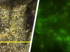 Ученые нашли живые микроорганизмы в камне возрастом 2 миллиарда лет