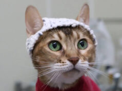 Ученые вяжут шапочки для кошек, чтобы незаметно снимать с них ЭЭГ