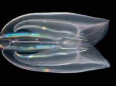 Раненые гребенчатые медузы ради спасения срастаются в единый организм