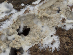 Странный грибок демонстрирует признаки базового интеллекта