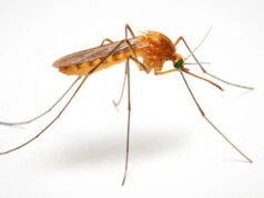 Вакцину от малярии впервые успешно доставили через комариный укус