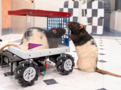 Лабораторные крысы оказались заядлыми автогонщиками