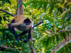 Употребление алкоголя оказалось весьма популярным в дикой природе