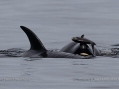 Косатки вновь начинают носить «шапочки» из мертвых лососей — как 40 лет назад