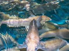 В Норильском промышленном районе обнаружены ценные породы рыб