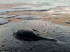 На Кубани ищут эффективную методику уборки мазута