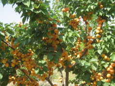 Препарат из Томска излечит абрикосы в Испании