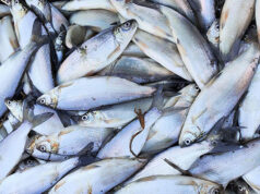 Тюменским ученым удалось скрестить пелядь с нельмой