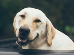 У людей и лабрадоров за ожирение отвечают одни и те же гены