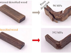 «Самоуплотненная» древесина может стать новым суперматериалом