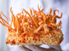 Модифицированный грибок кордицепс в 40 раз эффективнее борется с раковыми клетками