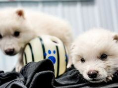 Компания Colossal Biosciences воскресила давно вымерших ужасных волков