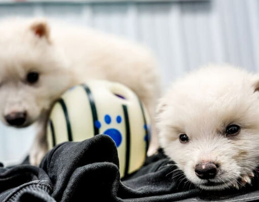 Компания Colossal Biosciences воскресила давно вымерших ужасных волков