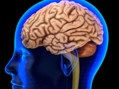 В Новосибирске придумали, чем заменить твердую мозговую оболочку