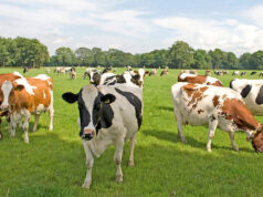 В Свердловской области предложили нейростимуляцию мозга коров для повышения удоя