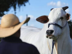 Бразильские «супер-коровы» могут стать доминирующей породой на планете