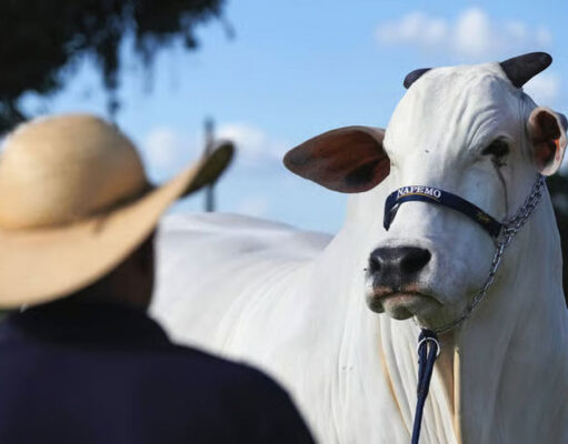 Бразильские «супер-коровы» могут стать доминирующей породой на планете