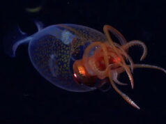 Ученые впервые в мире засняли на видео редкого прозрачного кальмара