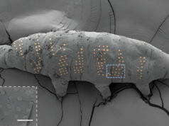 Ученые сделали татуировки тихоходкам для испытания новой технологии