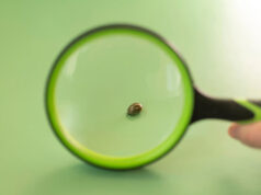 Самый древний человеческий паразит донимает людей уже 60 000 лет