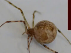 Генномодифицированные пауки научились плести красный светящийся шелк