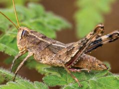 Живое ископаемое : в Кабо-Верде нашли кузнечика Монте-Гордо, который считался вымершим 40 лет назад