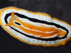 В Индонезии обнаружены два забавных вида морских слизней, похожих на яичницу