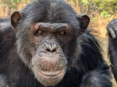Дикие шимпанзе выпивают по одному эквиваленту литра пива в день