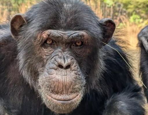 Обезьяны в Замбии раскрыли секрет человеческой моды