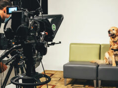 Виртуальные собаки-терапевты оказались на удивление эффективным средством от стресса