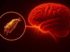 В австралийском водопроводе обнаружили пожирающую мозг амебу