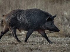 В Калифорнии бьют тревогу из-за обнаружения диких кабанов с синим мясом