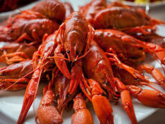 На Дону собираются разводить австралийских красноклешневых раков