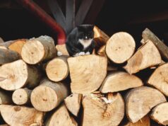 Колотые дрова: выбор, хранение и использование