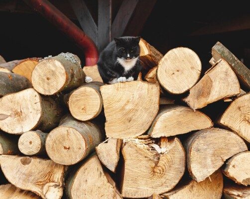 Колотые дрова: выбор, хранение и использование