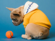 У собак может формироваться настоящая зависимость от любимых игрушек