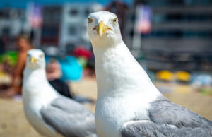 Отборная ругань не даст чайкам воровать еду у людей