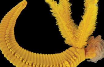 Ученые обнаружили второе в мире существо, которое использует яд в качестве брони