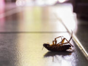 Тараканы выделяют опасные вещества, которые загрязняют воздух помещений