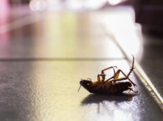 Тараканы выделяют опасные вещества, которые загрязняют воздух помещений