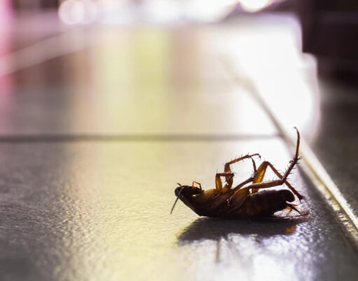 Тараканы выделяют опасные вещества, которые загрязняют воздух помещений