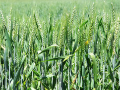 В Казани придумали, как улучшить урожайность озимых сортов пшеницы