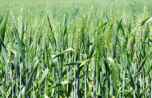 В Казани придумали, как улучшить урожайность озимых сортов пшеницы