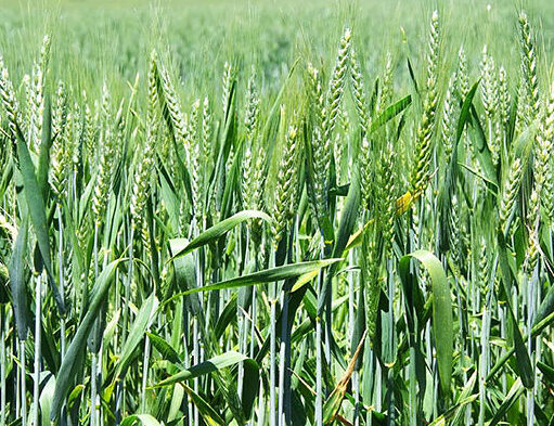 В Казани придумали, как улучшить урожайность озимых сортов пшеницы