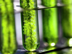 В ТулГУ удалось создать саморазлагающийся пластик из растений