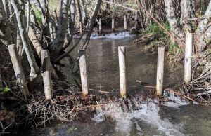 Бобровые плотины оказались идеальным инструментом для контроля за климатом северных регионов