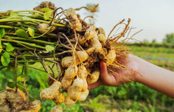 В России вывели новые сорта арахиса, чтобы уйти от его импорта