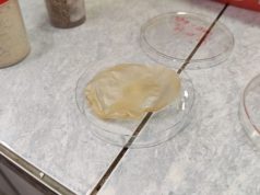 В Новосибирске придумали, как делать электроизоляцию из травы