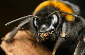 Шмели умеют «заражать» друг друга оптимизмом