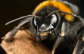 Шмели умеют «заражать» друг друга оптимизмом